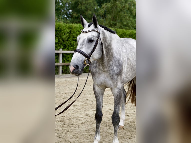Holstein Gelding 4 years 16,3 hh Gray in Lohne (Oldenburg)