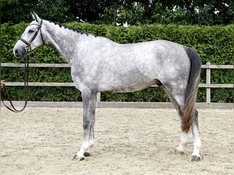 Holstein Gelding 4 years 16,3 hh Gray in Lohne (Oldenburg)