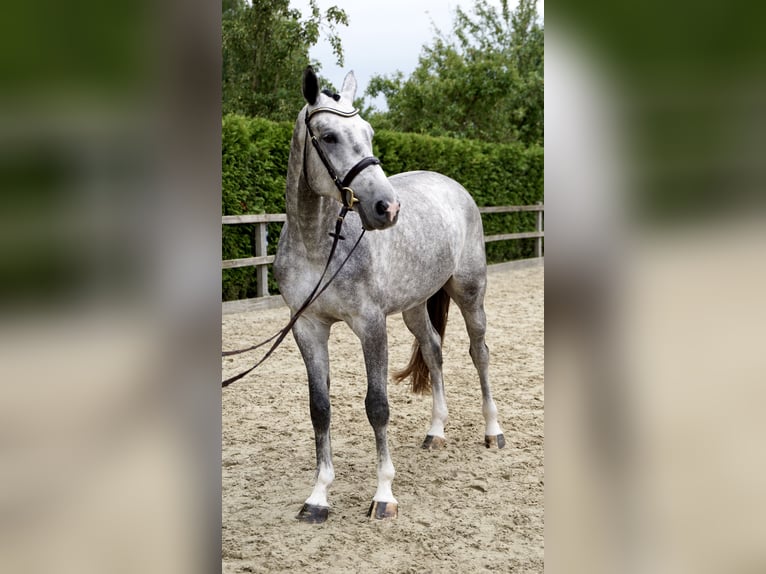 Holstein Gelding 4 years 16,3 hh Gray in Lohne (Oldenburg)