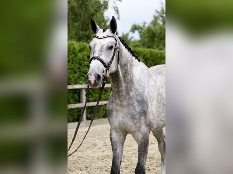 Holstein Gelding 4 years 16,3 hh Gray in Lohne (Oldenburg)