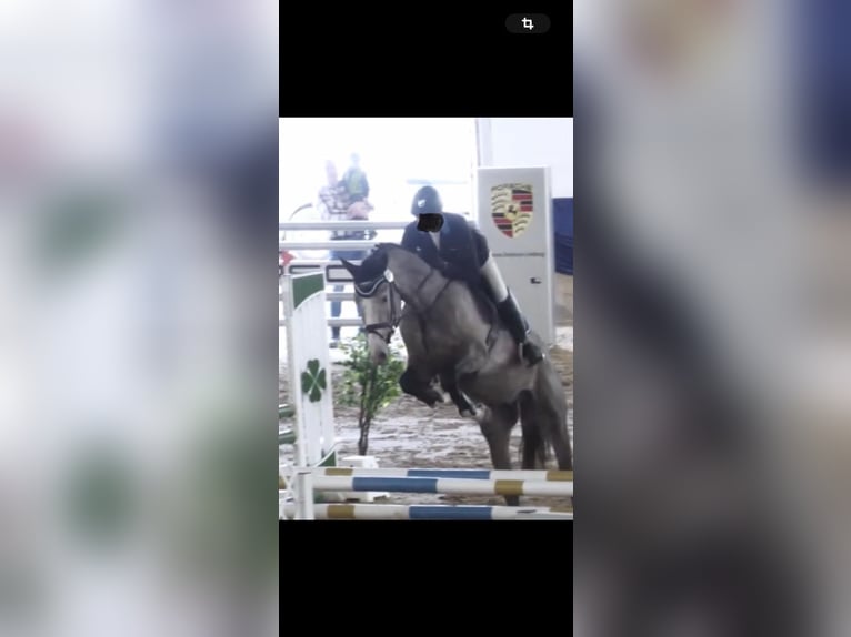 Holstein Gelding 4 years 16,3 hh Grey in Bischofsheim