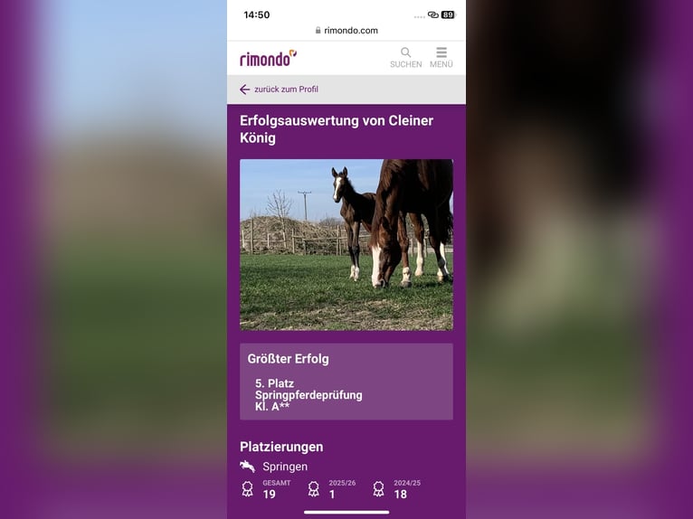 Holstein Gelding 4 years 16,3 hh Grey in Bischofsheim