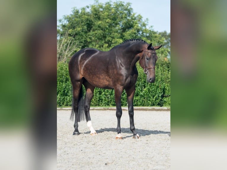 Holstein Gelding 4 years 17,1 hh Brown in Bladel