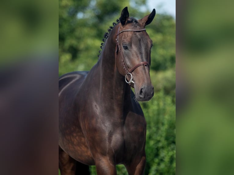 Holstein Gelding 4 years 17,1 hh Brown in Bladel