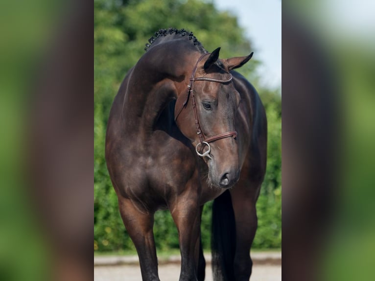 Holstein Gelding 4 years 17,1 hh Brown in Bladel