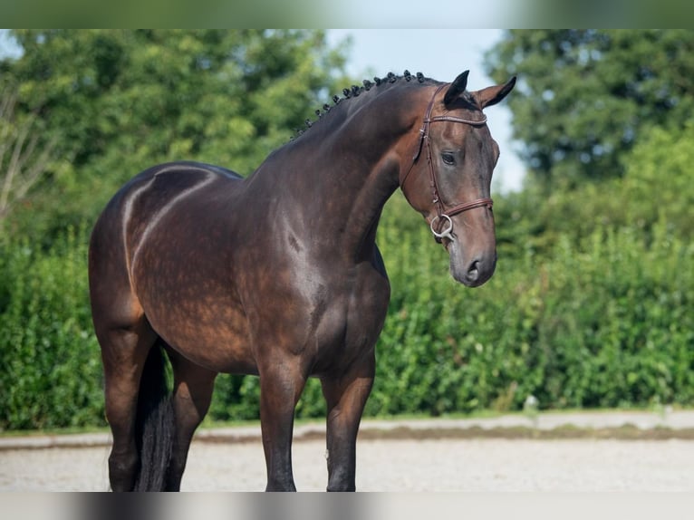 Holstein Gelding 4 years 17,1 hh Brown in Bladel