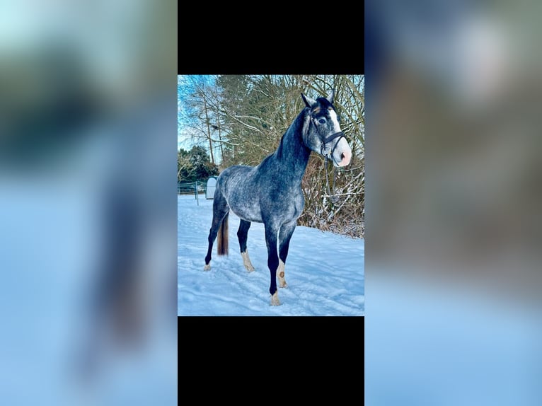 Holstein Gelding 4 years 17.1 hh Grey-Dapple in Klein Offenseth-Sparrieshoop