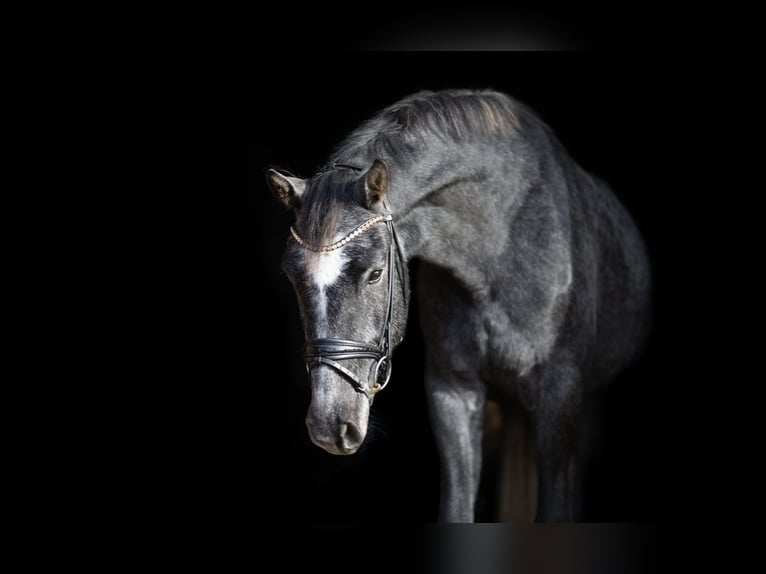 Holstein Gelding 4 years 17.1 hh Grey-Dark-Tan in Einbeck