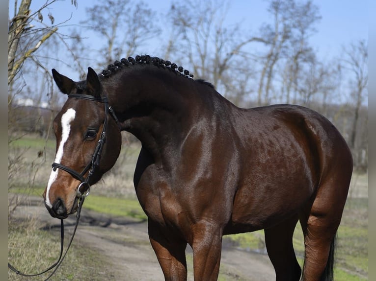 Holstein Gelding 4 years 17.2 hh Brown in Debrecen