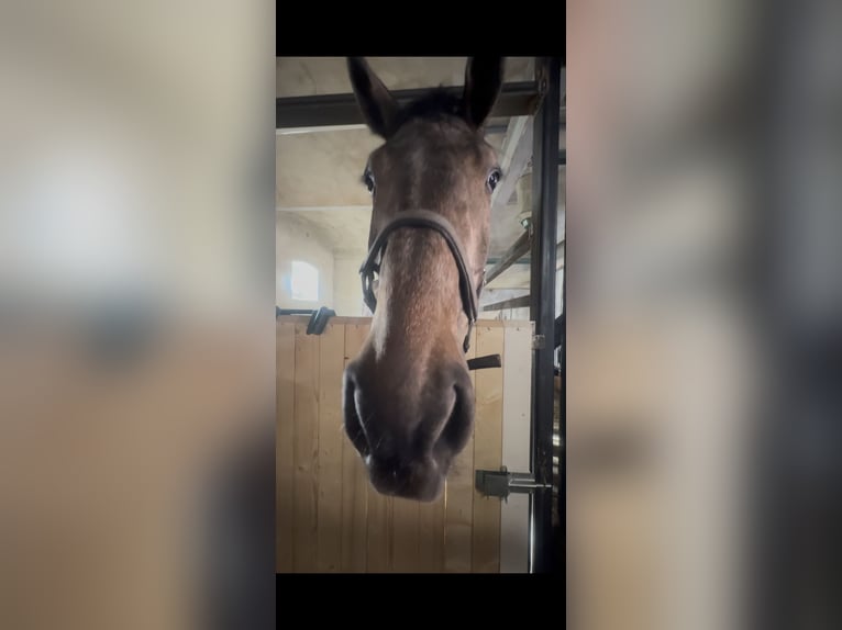 Holstein Gelding 4 years 17,3 hh Gray-Dark-Tan in Kitzscher