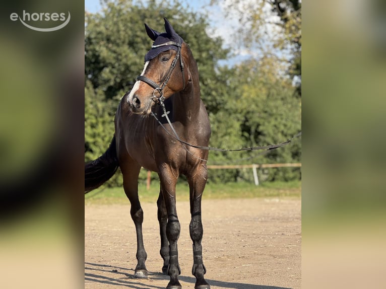 Holstein Gelding 4 years 17 hh Bay-Dark in Krumstedt
