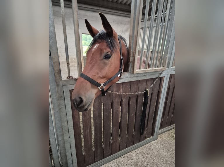 Holstein Gelding 4 years 17 hh Bay-Dark in Göhl