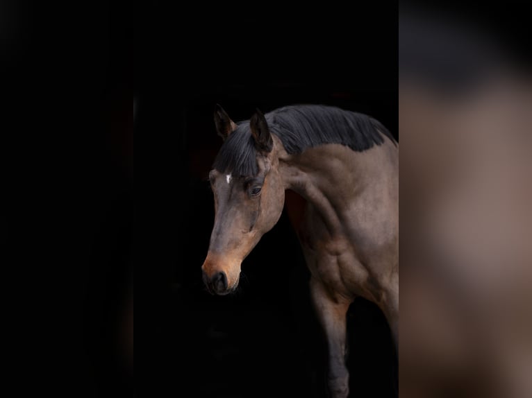 Holstein Gelding 4 years 17 hh Bay-Dark in OBORZNIA