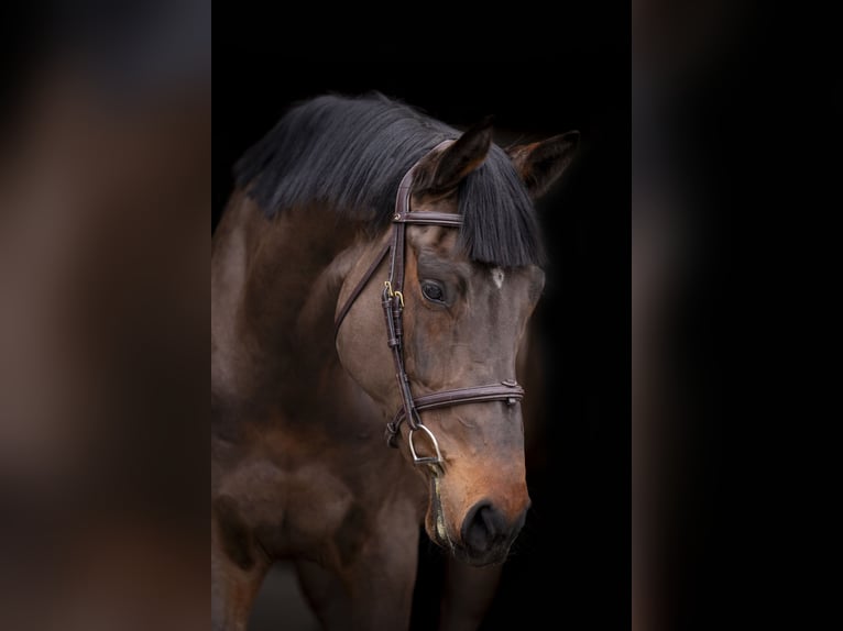 Holstein Gelding 4 years 17 hh Bay-Dark in OBORZNIA