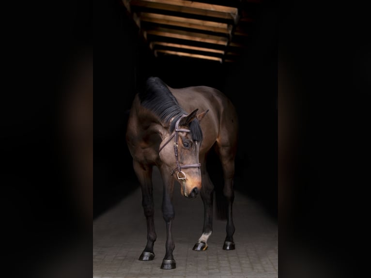 Holstein Gelding 4 years 17 hh Bay-Dark in OBORZNIA