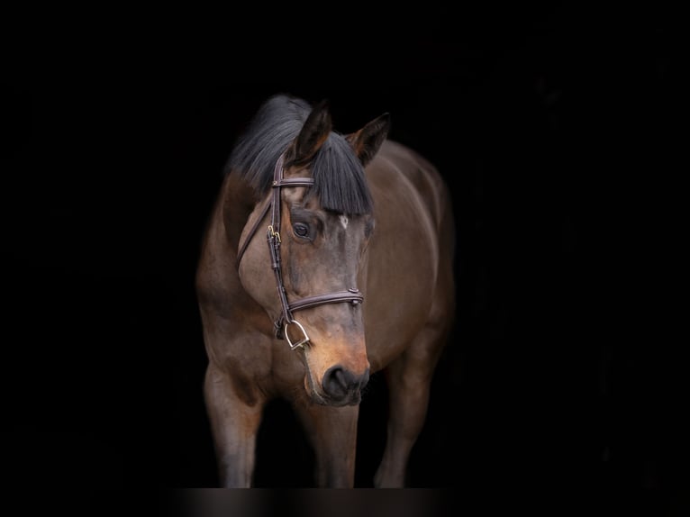 Holstein Gelding 4 years 17 hh Bay-Dark in OBORZNIA