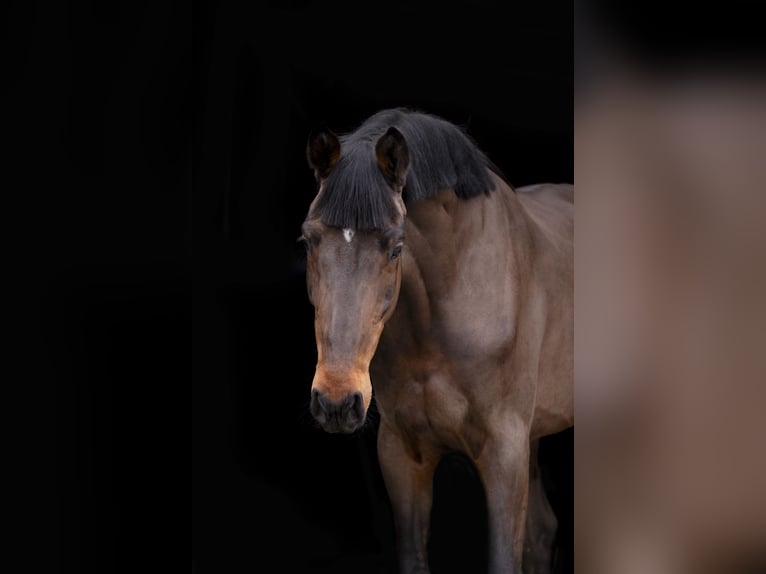 Holstein Gelding 4 years 17 hh Bay-Dark in OBORZNIA