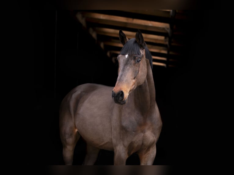 Holstein Gelding 4 years 17 hh Bay-Dark in OBORZNIA