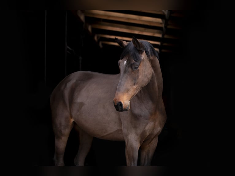 Holstein Gelding 4 years 17 hh Bay-Dark in OBORZNIA