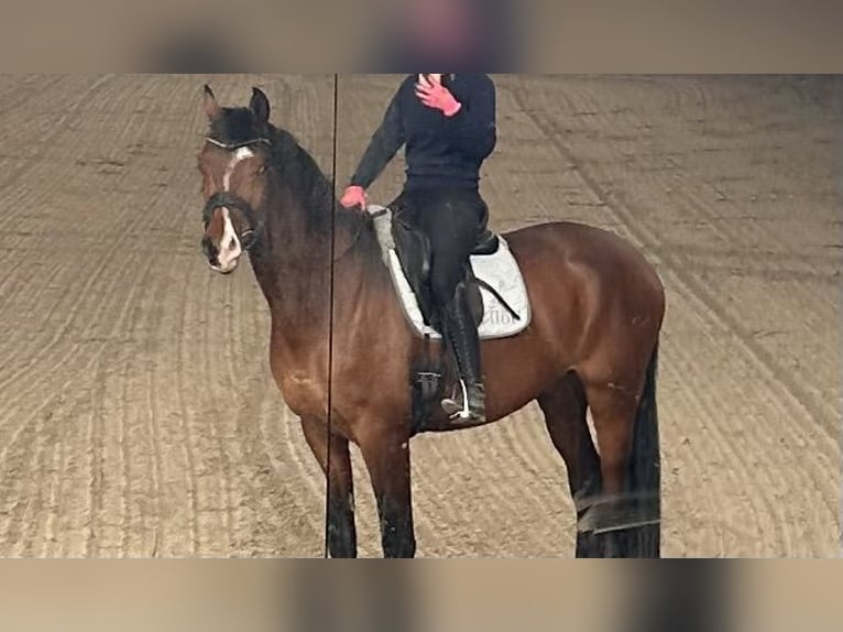 Holstein Gelding 4 years 17 hh Brown in Haby