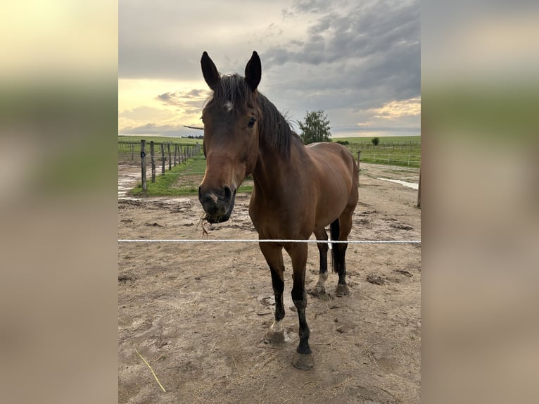 Holstein Mix Gelding 4 years 17 hh Brown in Drosendorf