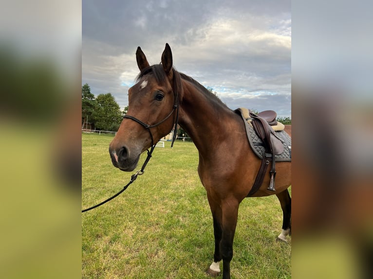 Holstein Mix Gelding 4 years 17 hh Brown in Drosendorf