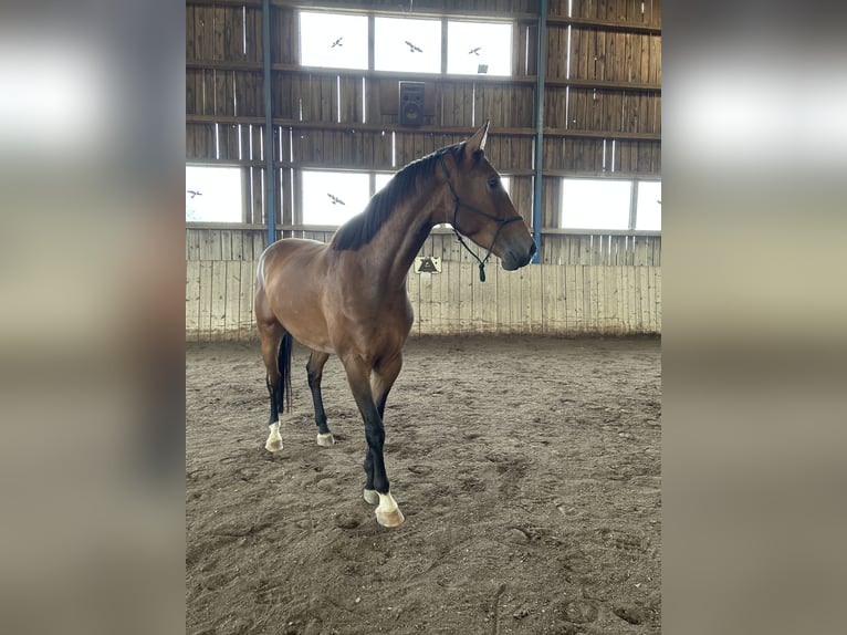 Holstein Mix Gelding 4 years 17 hh Brown in Drosendorf