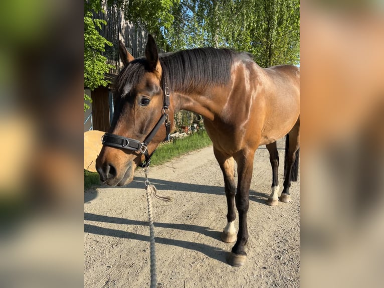 Holstein Mix Gelding 4 years 17 hh Brown in Drosendorf