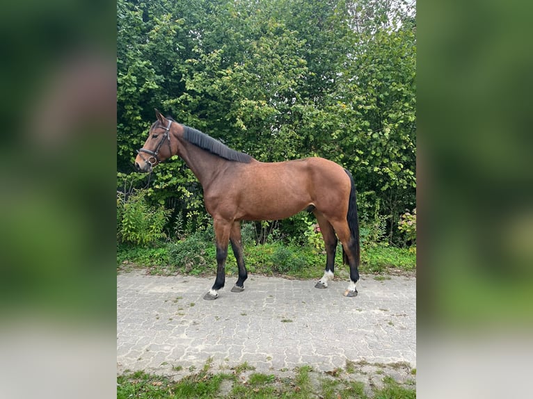 Holstein Gelding 4 years 17 hh Brown in Bad Schwartau
