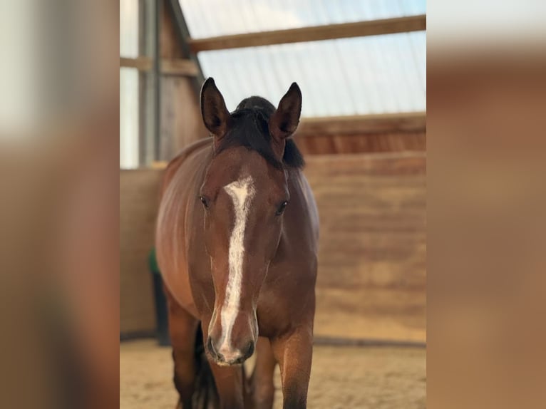 Holstein Gelding 4 years 17 hh Brown in Chemnitz