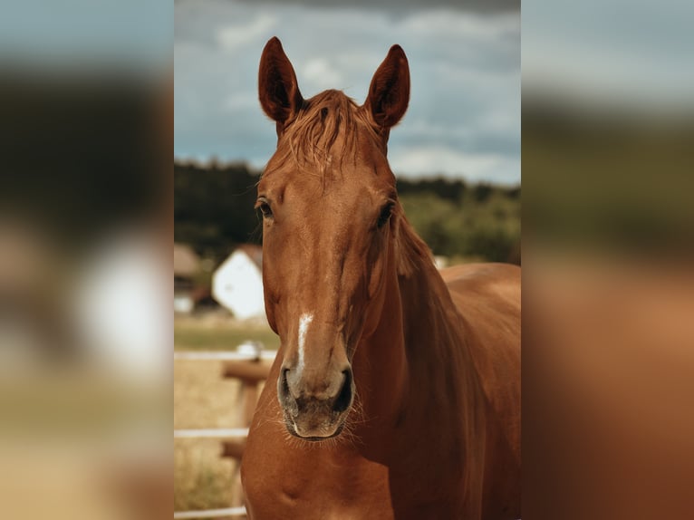Holstein Gelding 4 years 17 hh Chestnut-Red in Mitwitz