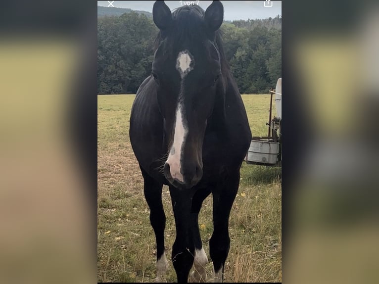 Holstein Gelding 4 years 17 hh  in Altmittweida