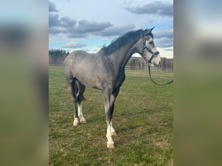 Holstein Gelding 4 years 17 hh Gray in Chemnitz