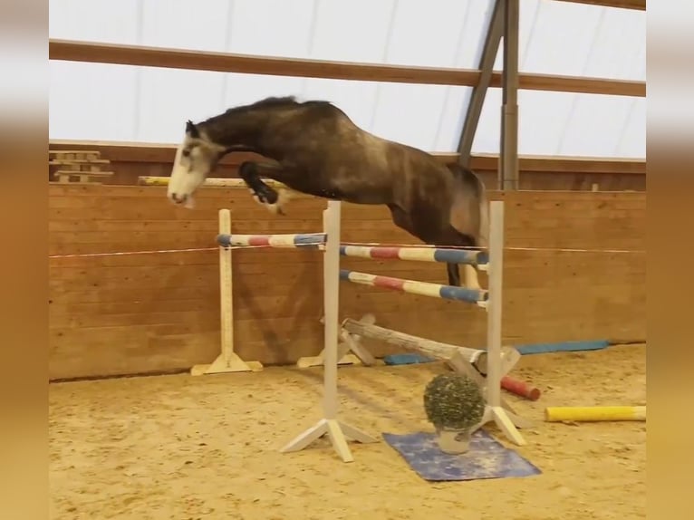 Holstein Gelding 4 years 17 hh Gray in Chemnitz