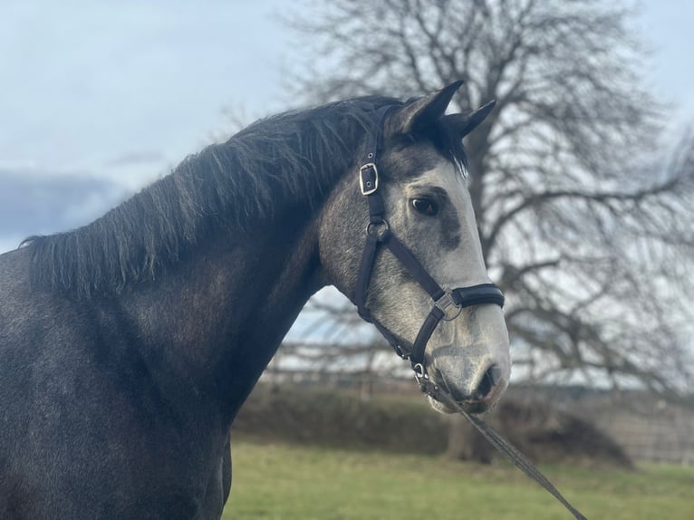Holstein Gelding 4 years 17 hh Gray in Chemnitz
