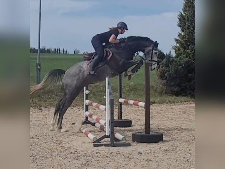 Holstein Gelding 4 years 17 hh Gray in Chemnitz