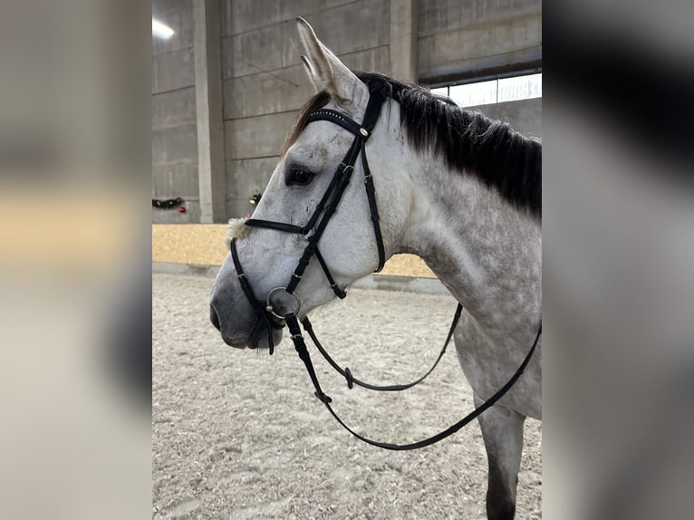 Holstein Gelding 4 years 17 hh Gray in Prague