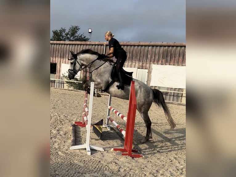 Holstein Gelding 4 years 17 hh Gray in Prague