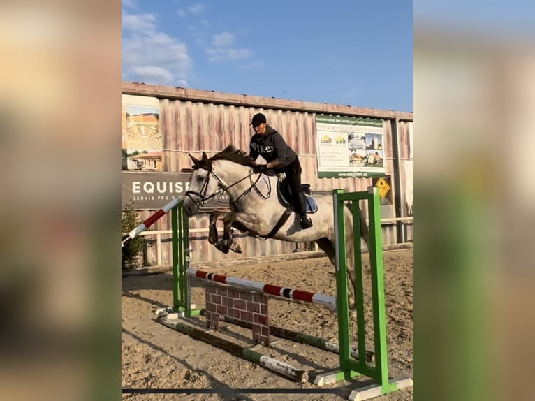 Holstein Gelding 4 years 17 hh Gray in Prague