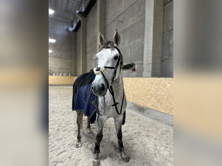 Holstein Gelding 4 years 17 hh Gray in Prague