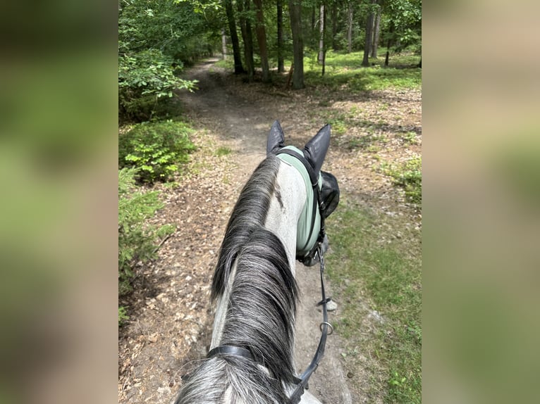 Holstein Gelding 4 years 17 hh Gray in Prague