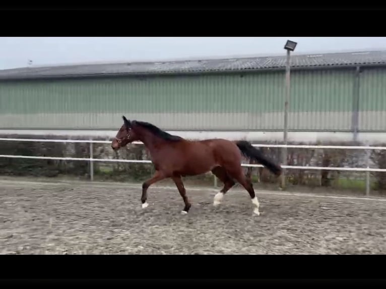 Holstein Gelding 4 years 17 hh  in Oldenburg in Holstein