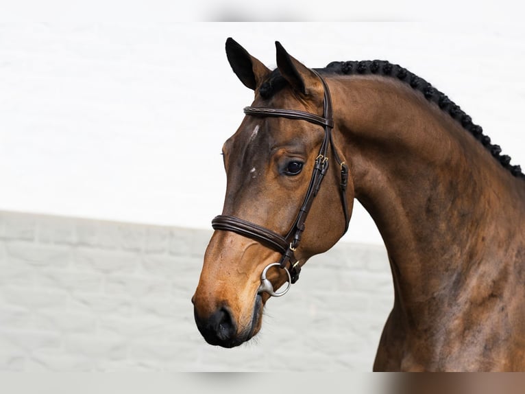 Holstein Gelding 4 years 17 hh  in WK Heerde