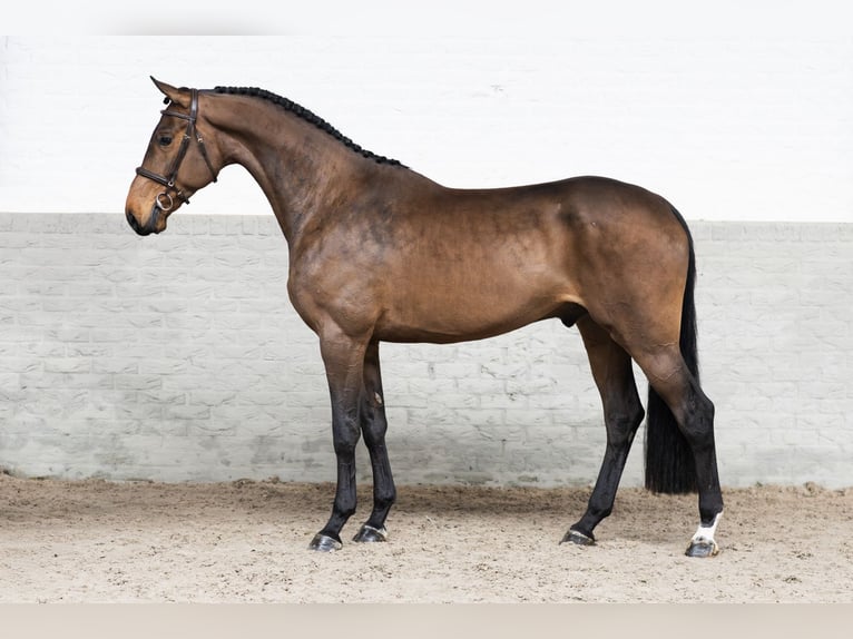 Holstein Gelding 4 years 17 hh  in WK Heerde