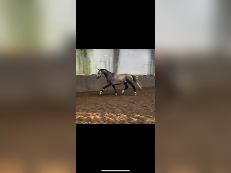Holstein Gelding 4 years 17,1 hh Grey-Red-Tan in Burg Dithmarschen