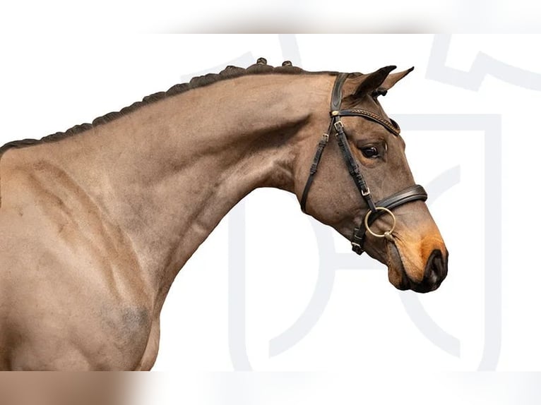 Holstein Gelding 4 years Bay-Dark in Elmshorn