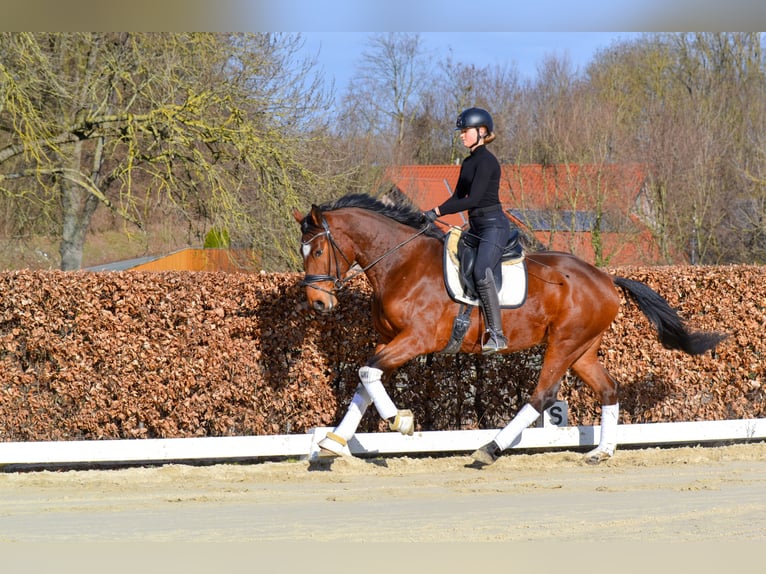 Holstein Gelding 4 years Brown in Geseke