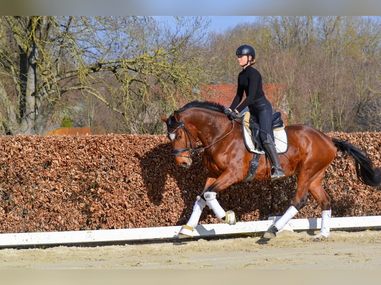 Holstein Gelding 4 years Brown in Geseke
