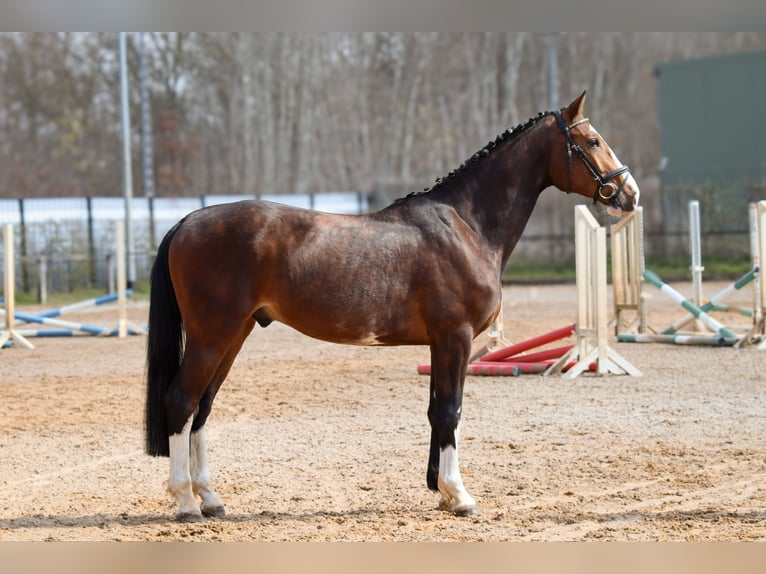 Holstein Gelding 4 years Brown in Dannenberg (Elbe)