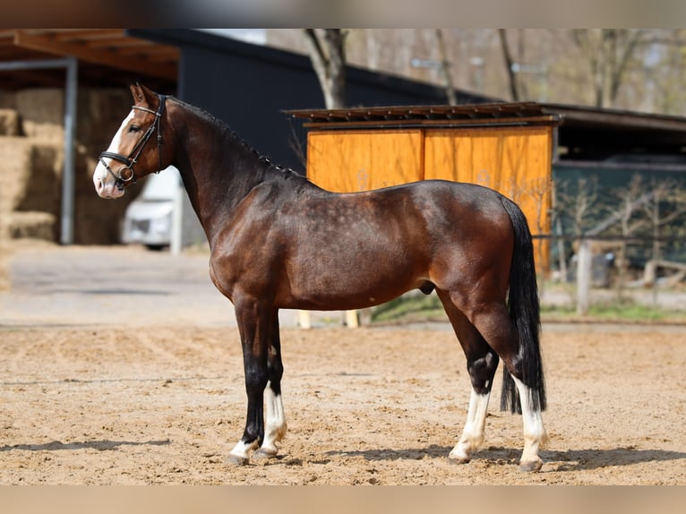 Holstein Gelding 4 years Brown in Dannenberg (Elbe)